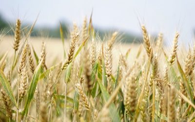 在麥子和稗子的比喻中，我們忽略了什麼？